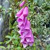 Dedalera (Digitalis) - introduced